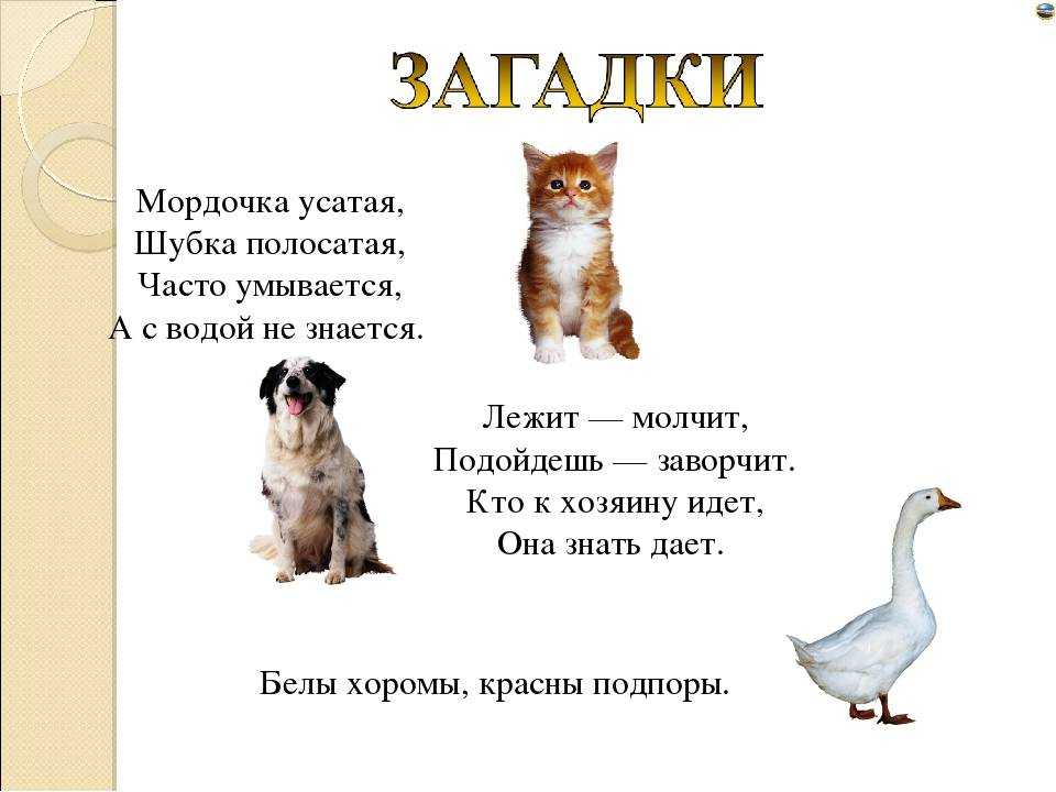Загадки про животных: 185 смешных, легких, простых и сложных загадок для детей 4, 5, 6 лет и школьников 1, 2, 3-5 класса / mama66.ru