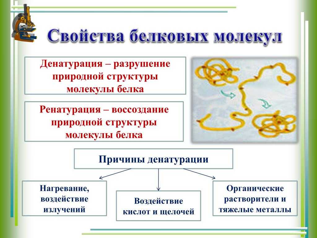 Денатура – определение, типы, функции и примеры | fissi
