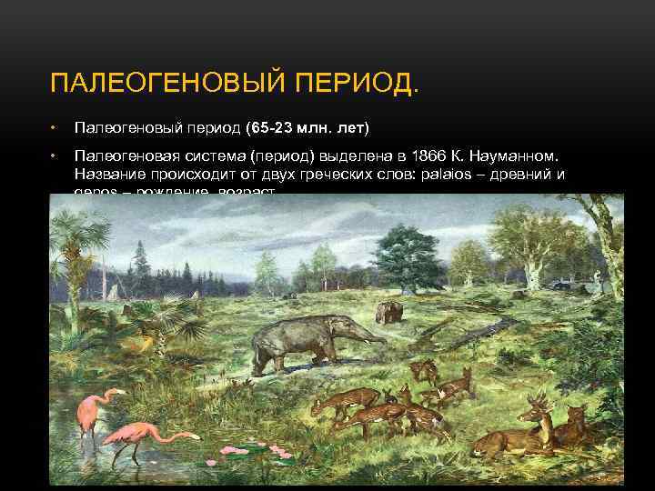 Палеогеновый период характеристика кратко