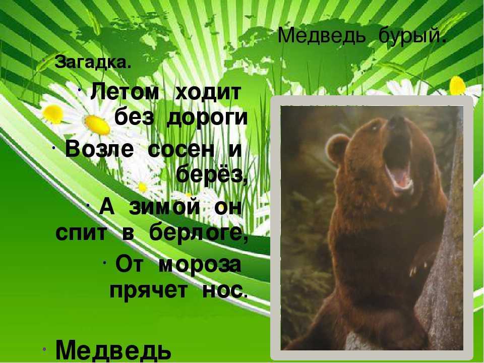 Сложная загадка про медведя. загадки про медведядля детей и взрослых