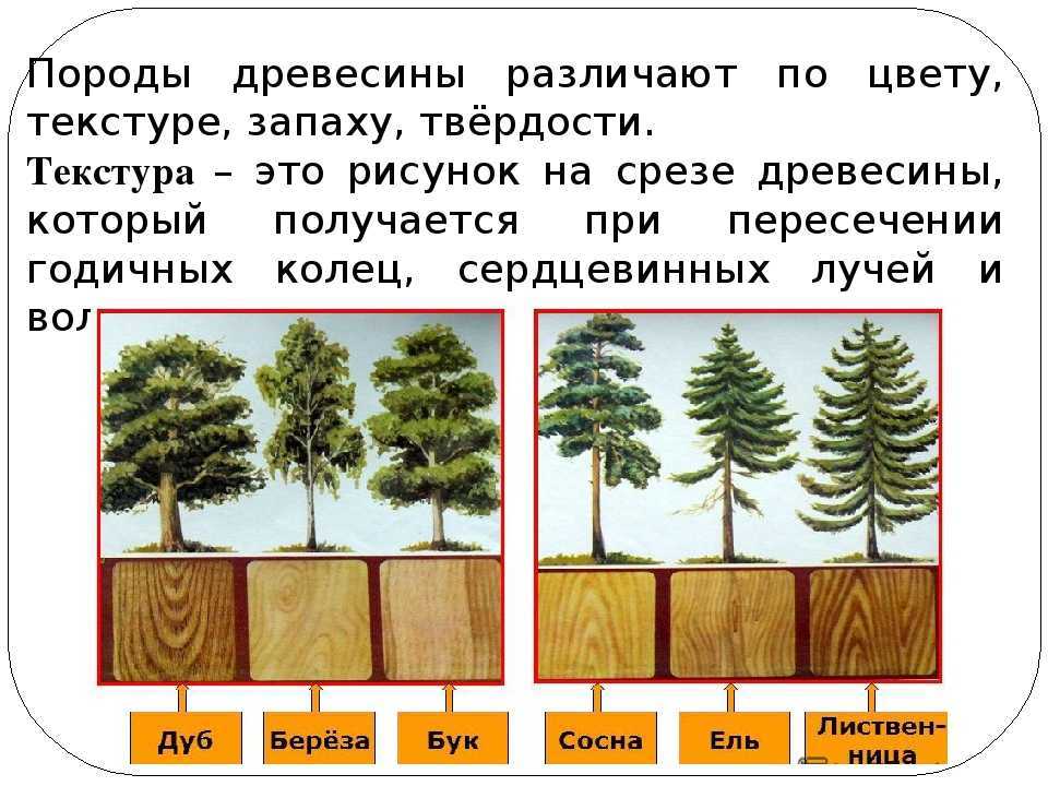 Конспект урока по технологии в 5 классе «отделка изделий из древесины» урок: 23-24 тема урока: «отделка изделий из древесины» | авторская платформа pandia.ru