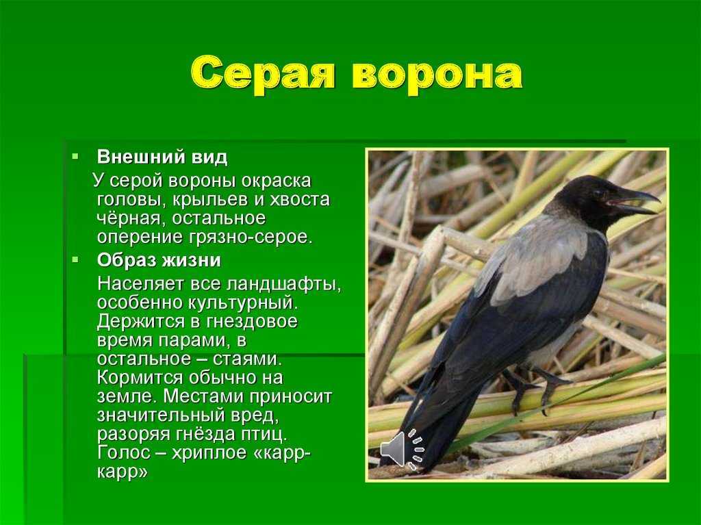 Гдз окружающий мир белая рабочая тетрадь 3 класс 1 часть. плешаков, новицкая. ответы на задания