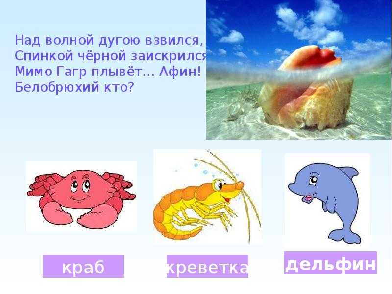 Загадки в детском саду на морскую тему