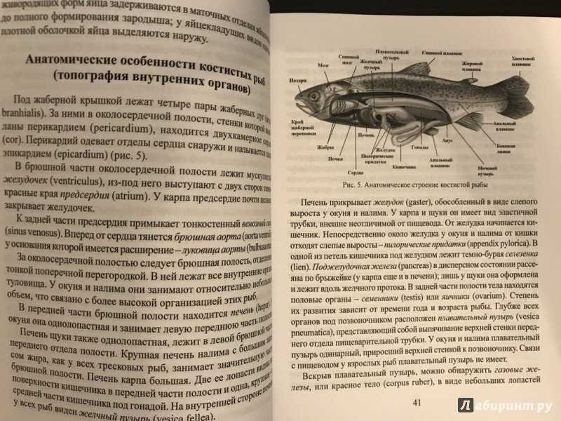 Строение рыбы — внешнее и внутреннее строение, его особенности