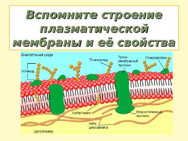 4.1. образование мембран – основа начала жизни