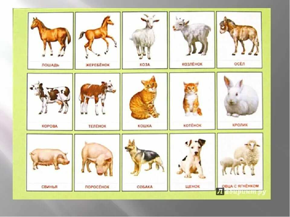 Картины домашних животных. дикие и домашние животные для детей: картинки с названиями и видео