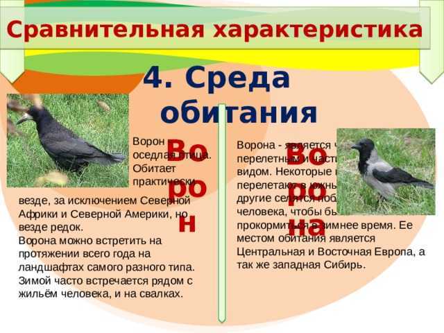 Рефераты курсовые контрольные дипломные эссе: доклад: ворона