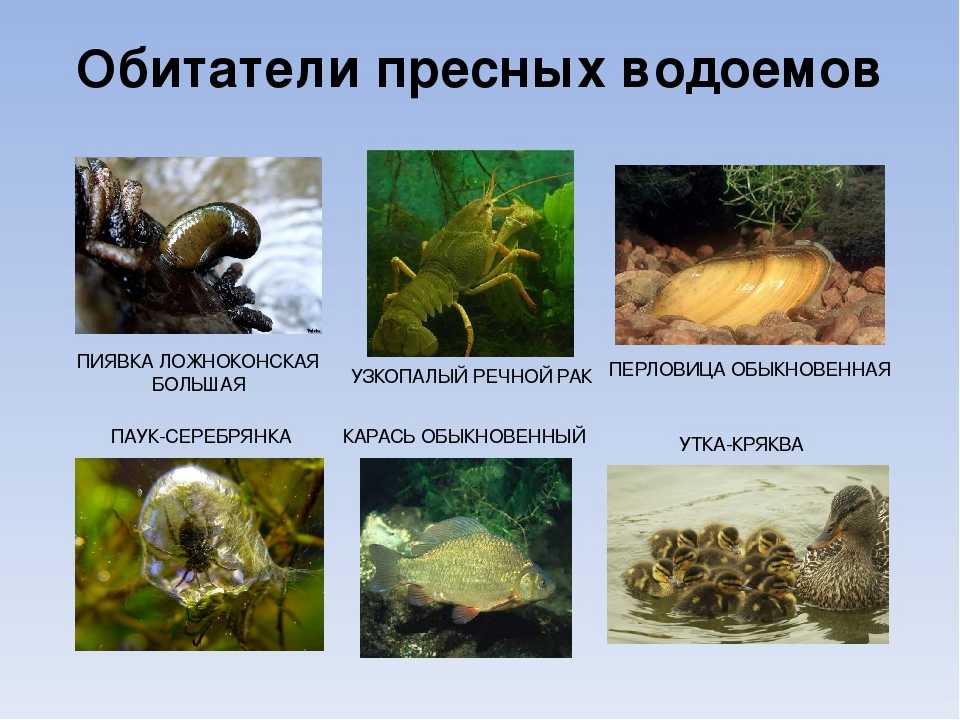 Животные озера байкал. описания, названия, виды и особенности животных байкала | живность.ру