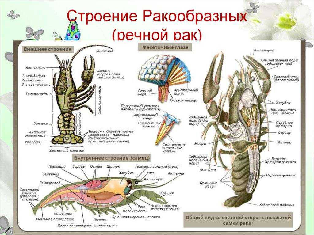 Класс ракообразные: строение, системы органов, значение в природе