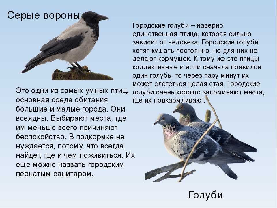 Вороны