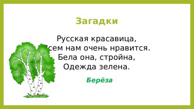 14 лучших загадок про березу для детей - отгадайте тайны лесной красавицы