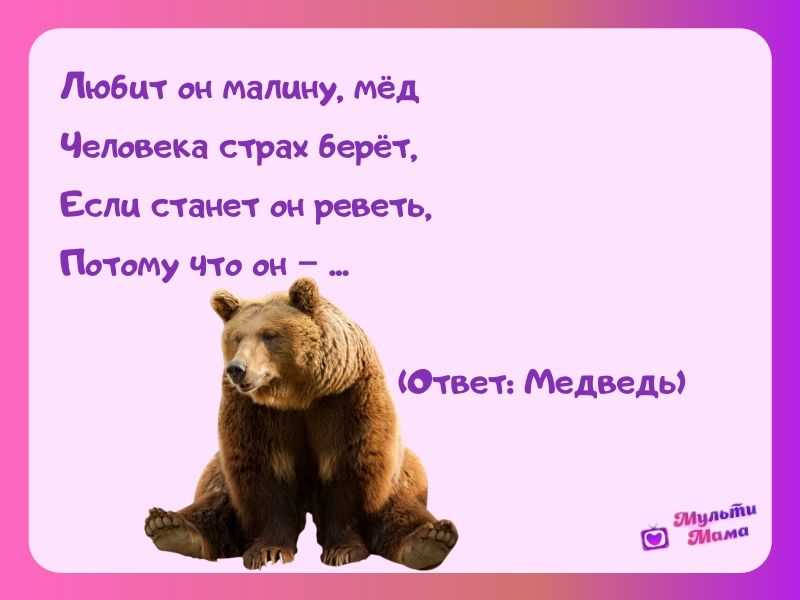 Загадки про медведя - подготовка к школе и развивающие задания для детей мама7я