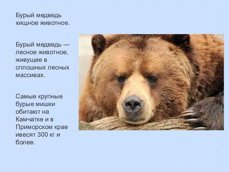 Окружающий мир доклад про медведей 3 класс