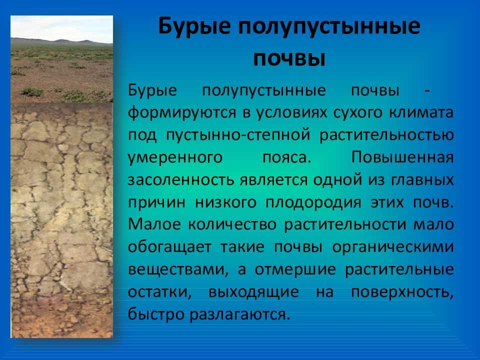 Почвы: серо-бурые пустынные, такыры, песчаные пустынные
