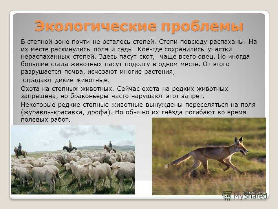Экологические проблемы степи 4 класс кратко