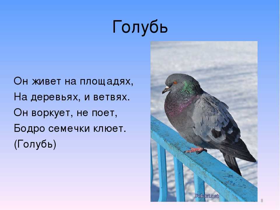 Загадки о птицах для детей 5-6-7 лет с ответами