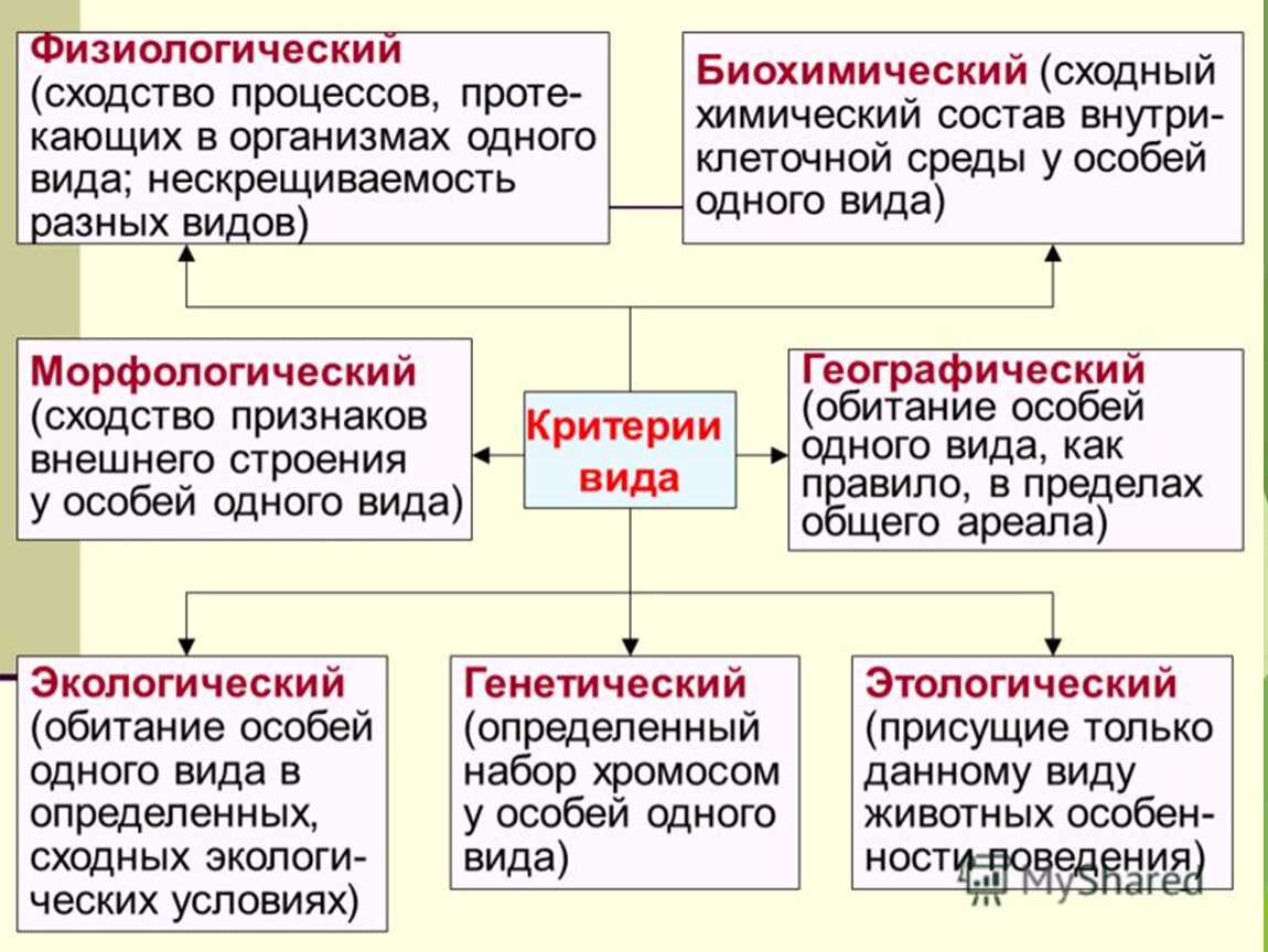 Концепция вида- основные концепции вида - insecta