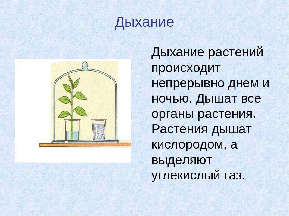 Кратко о дыхании растений (биология 6 класс): тип и значение процесса