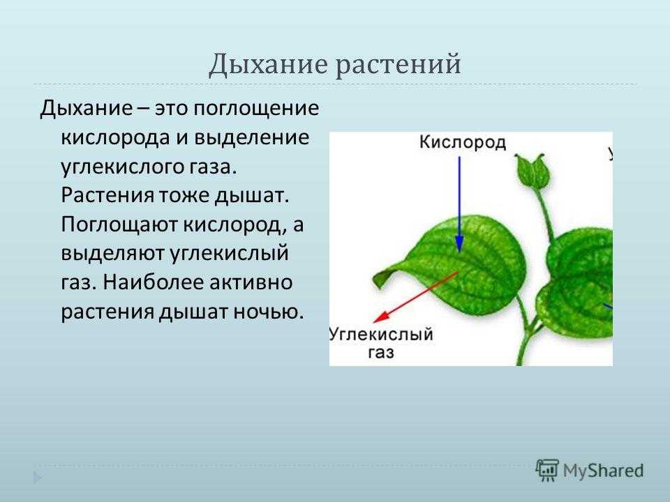 Урок 3: жизнь растений. часть 1 - 100urokov.ru