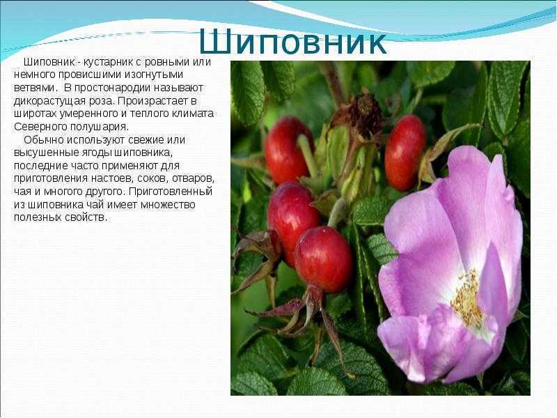 Доклад-сообщение о шиповнике 2 класс