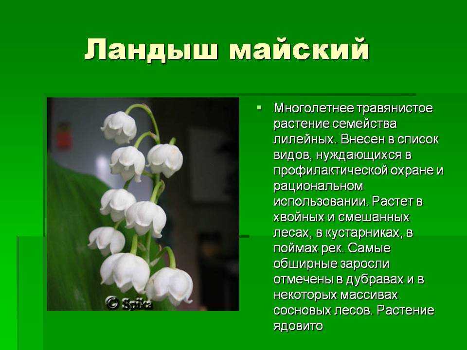 Ландыш майский: описание, когда цветёт, где растёт, интересные факты