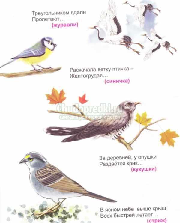 Загадки про птиц - 171 загадка по видам птиц - с ответами