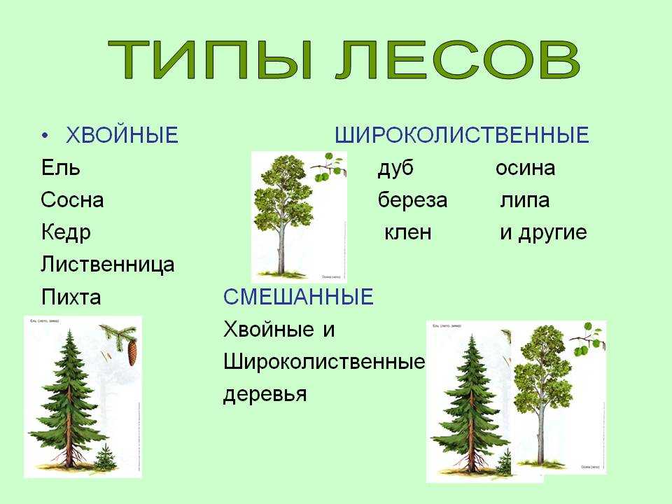 Леса россии / окружающий мир 4 класс