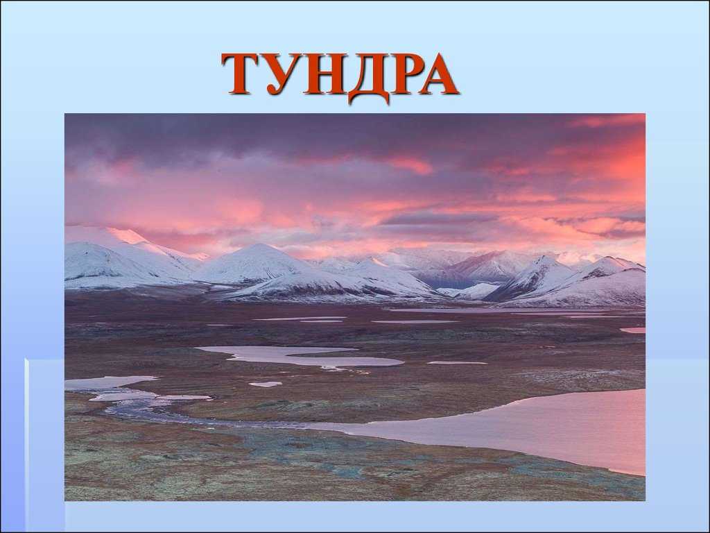 Записать условия приспособления животных в условиях тундры и лесотдрыпомогите пожалуйста​