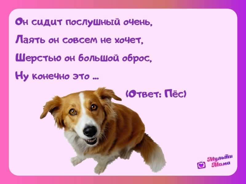 Загадки для детей (c ответами): 2000 самых интересных детских загадок ~ я happy мама