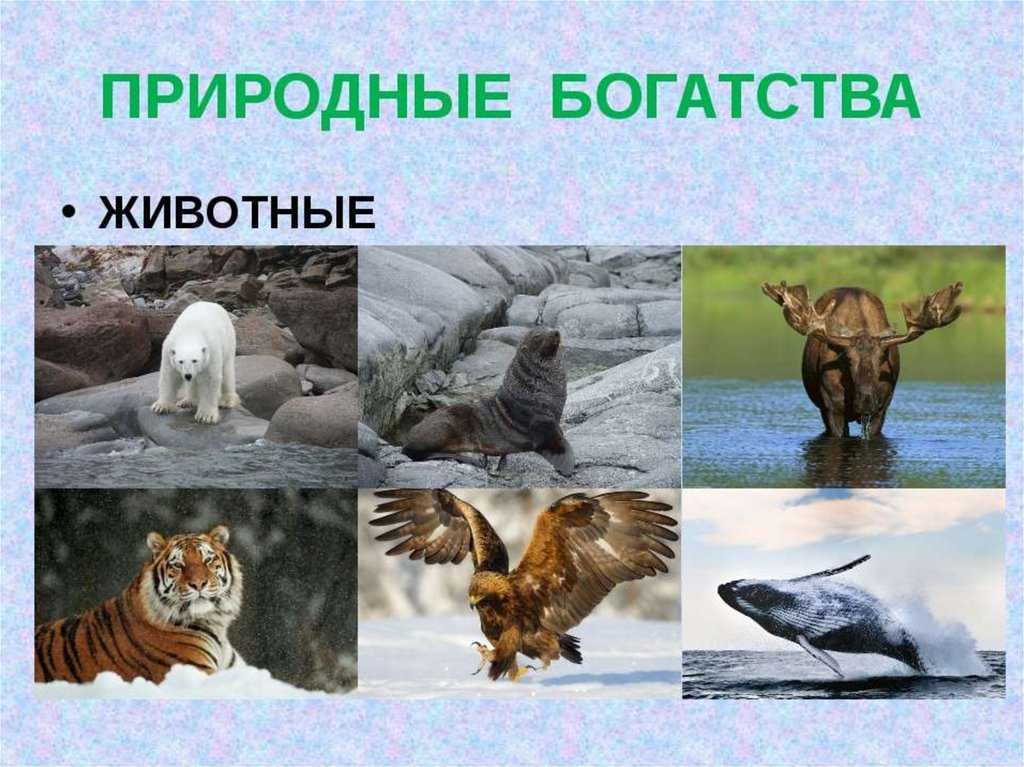 Алмаз - сообщение доклад 3, 4 класс окружающий мир