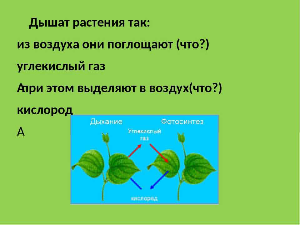 Дыхание растений, его главная функция, связь с фотосинтезом