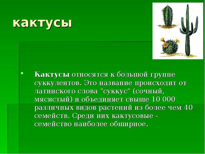 Биологическая роль адаптации кактуса - .ru биологическая роль адаптации кактуса кратко маракуйя тини коктейль приглашения на свадьбу заказать