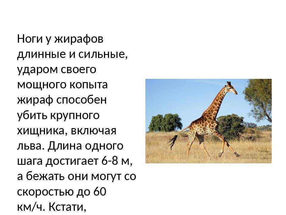 Жирафы презентация, доклад, проект