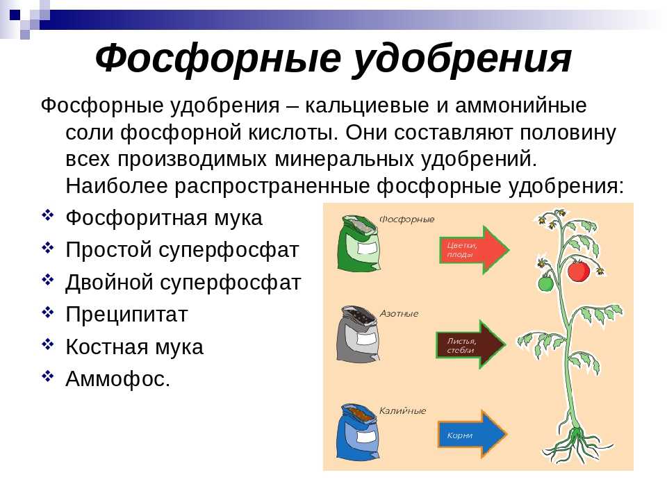 Круговорот ⭐️ фосфора в природе: схема, описание, значение круговорота