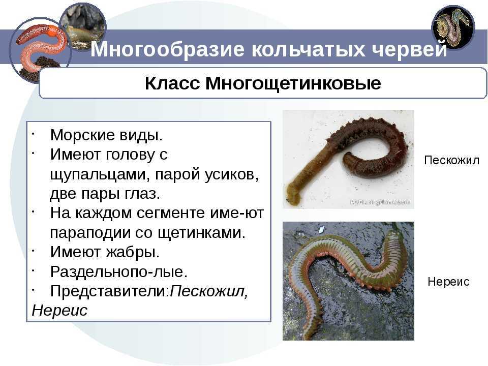 Какую функцию выполняет поясок дождевого червя ?