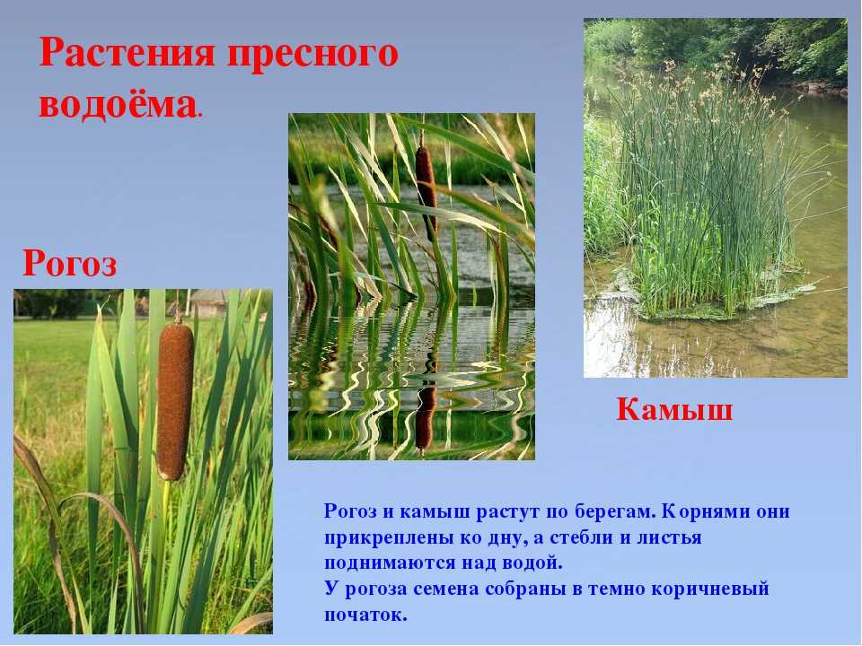 Обитатели соленых и пресных водоёмов (окружающий мир 3 класс)