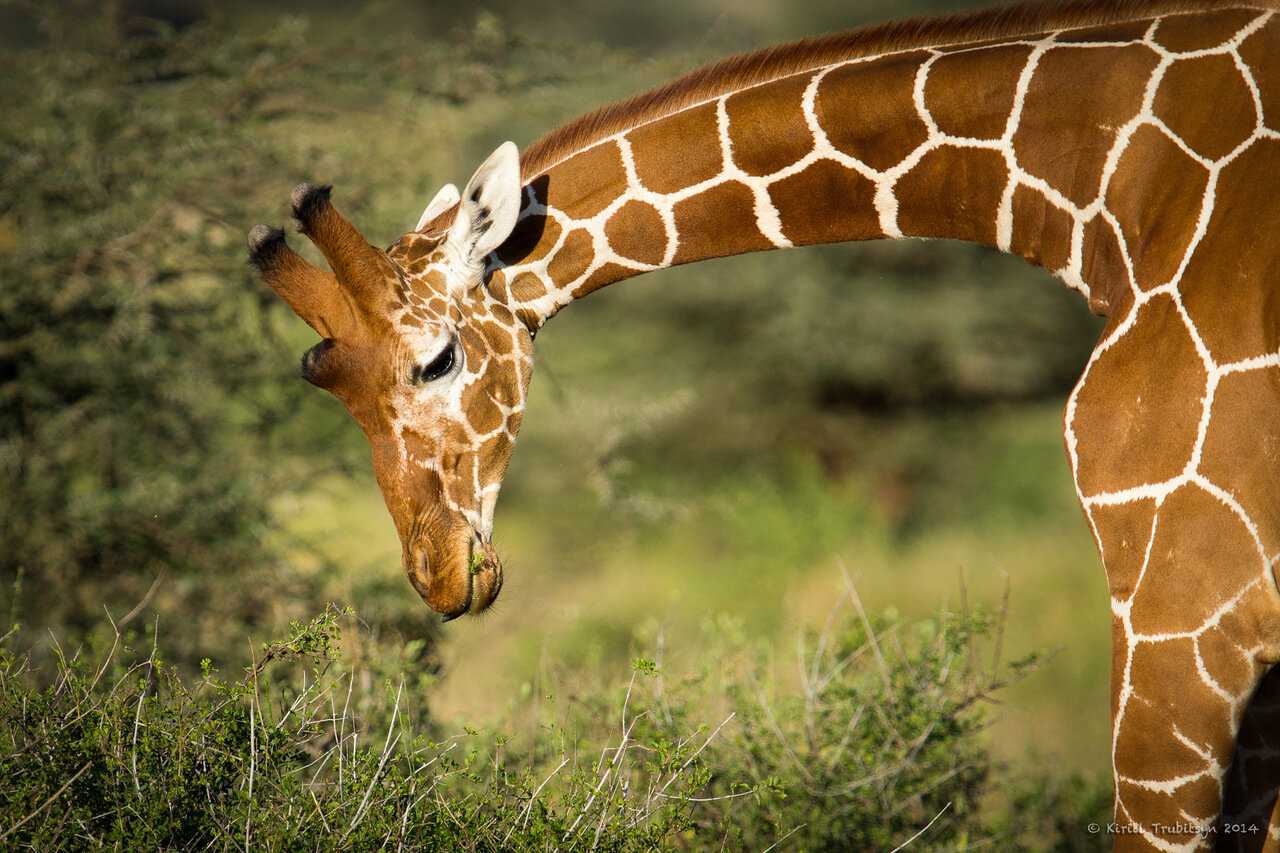 Жираф: описание, фото, ареал и среда обитания, питание, хищничество