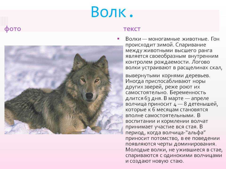 Доклад на тему дикие животные сообщение (описание для детей)