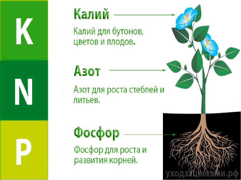 Почему фосфорные соединения могут возвращаться в водные растения? - узнавалка.про