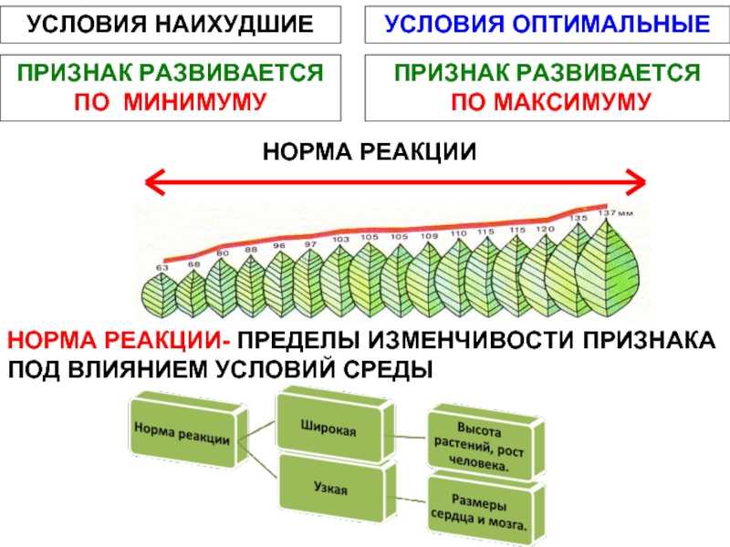 Фенотипические признаки узкой и широкой нормы реакции: различия и особенности