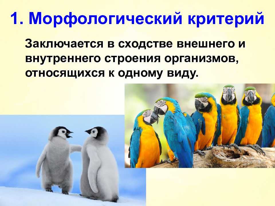 Критерии вида биология