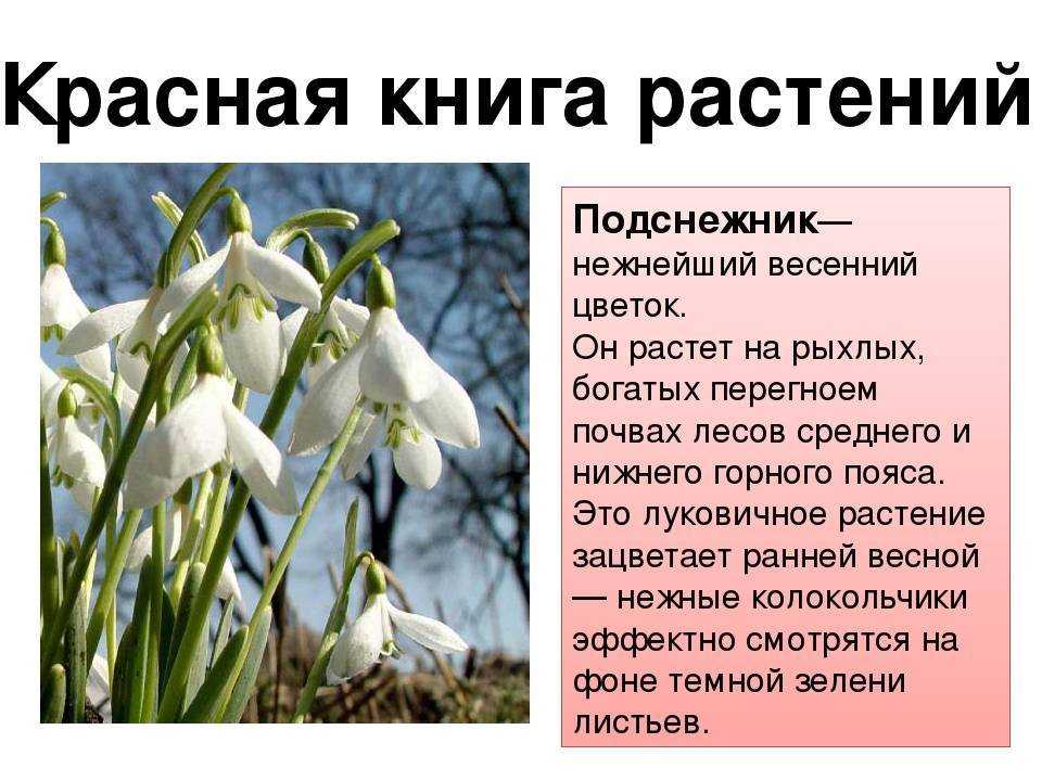 Кавказский подснежник из красной книги россии