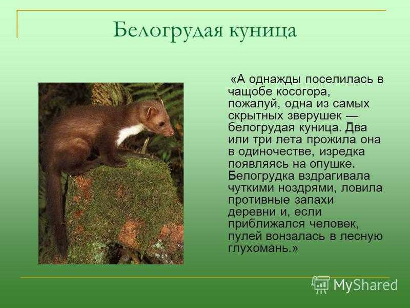 Астафьев «белогрудка» распечатать текст