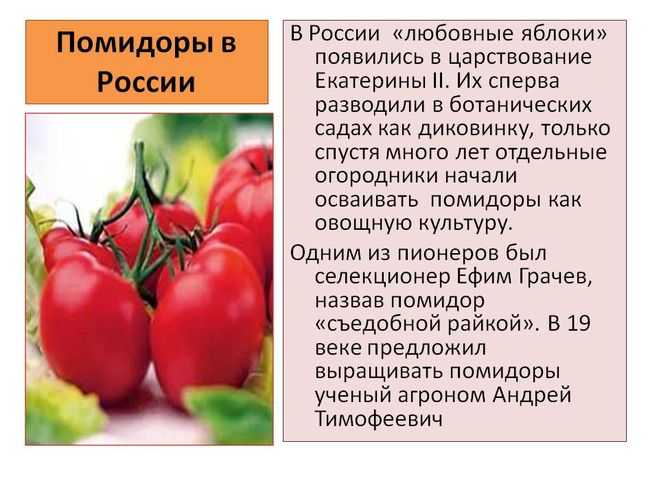 Научно-исследовательская работа «откуда к нам пришел помидор и почему его так называют»