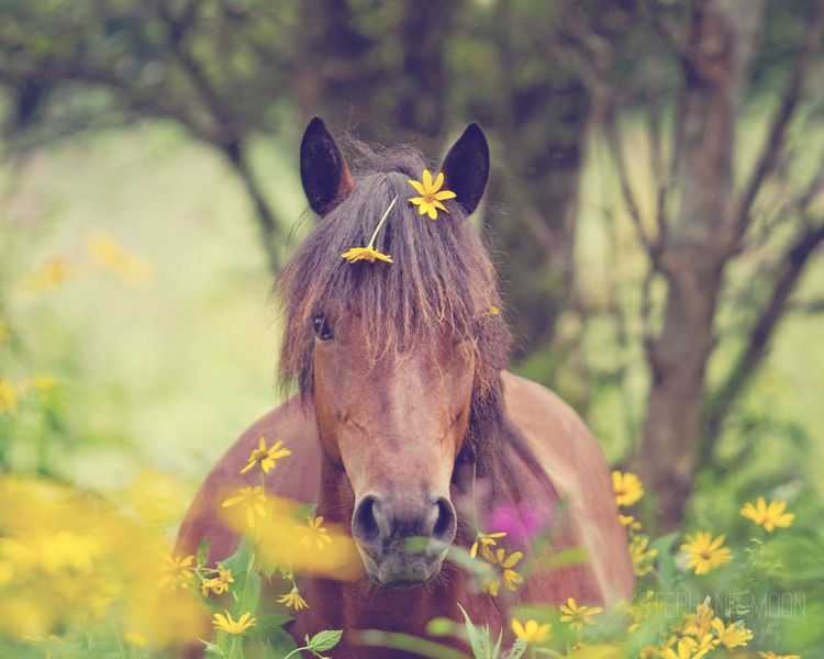 Оригинальные способы подписать фото лошади: красивые и творческие идеи