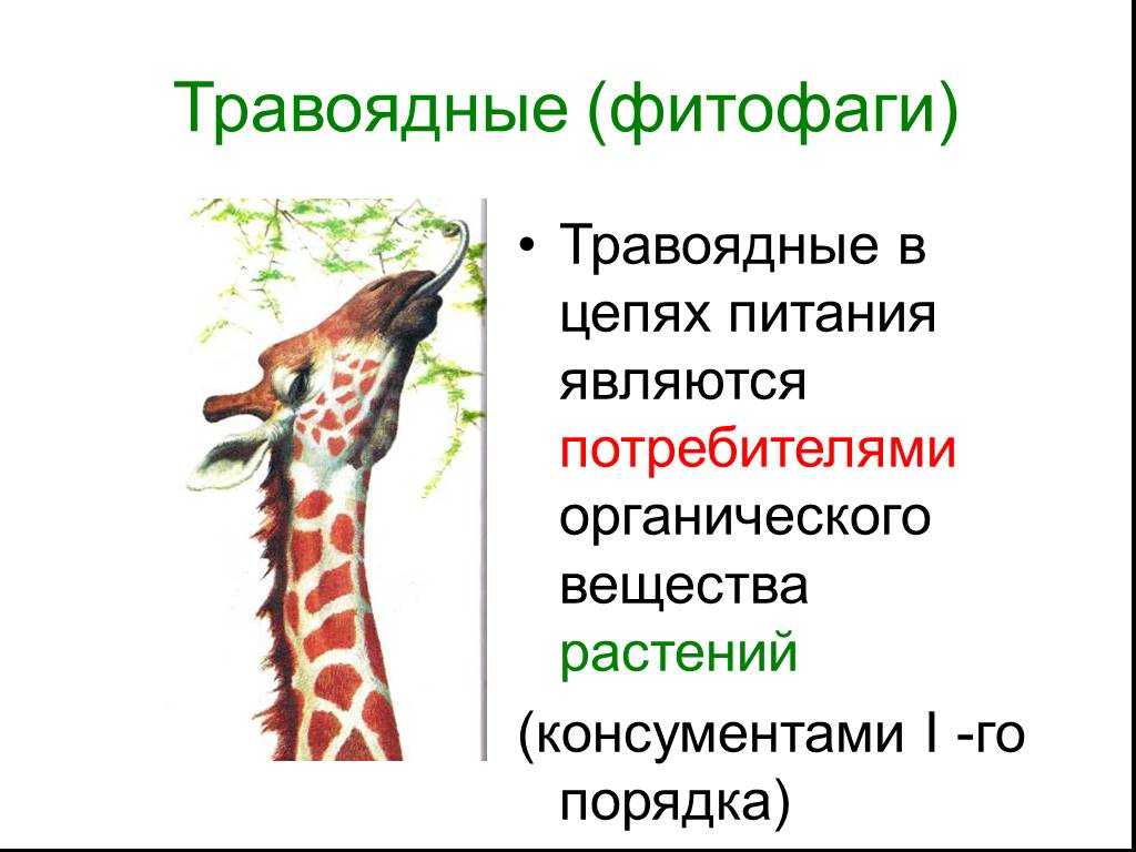 Взаимоотношения «фитофаг растение