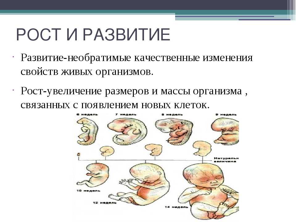 Что такое рост и развитие в биологии 6 класс кратко
