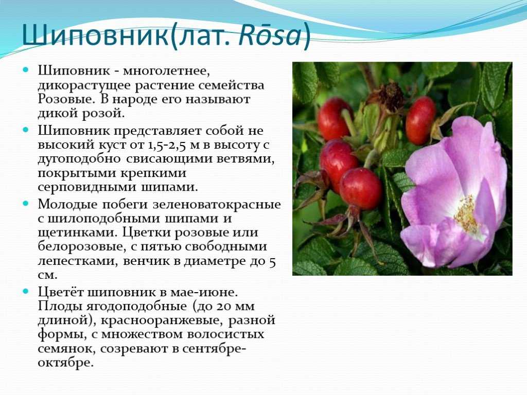 Шиповник - лечебные свойства и противопоказания | применение, описание и фото шиповника.