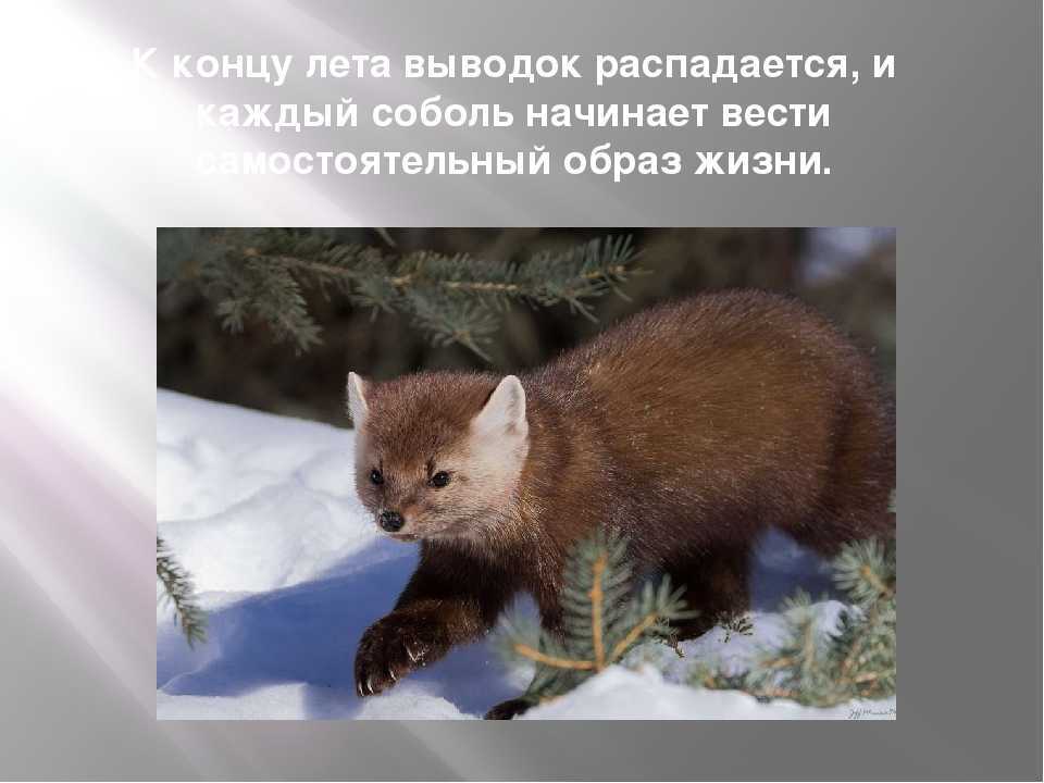 Соболь краткое описание для детей