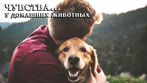 Виды и роль эмоций в жизни человека. эмоции: что это такое, зачем они нужны и как появляются? | психология отношений